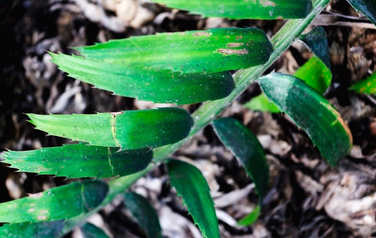 Planta de Aloe